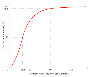 effect of ph on percent oxygen saturation of haemaglobin Structural biochemistry/protein function/heme group this broadens hemoglobin's oxygen saturation these are called the carbon dioxide effect and the ph effect. effect of ph on percent oxygen saturation of haemaglobin Structural biochemistry/protein function/heme group this broadens hemoglobin's oxygen saturation these are called the carbon dioxide effect and the ph effect.