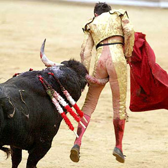 bullfight bull