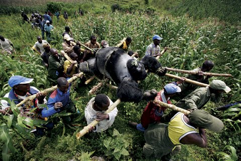 [Aldeanos+cargan+el+cuerpo+de+un+gorila+asesinado,+en+la+foto+ganadora+de+Brent+Stirton..jpg]