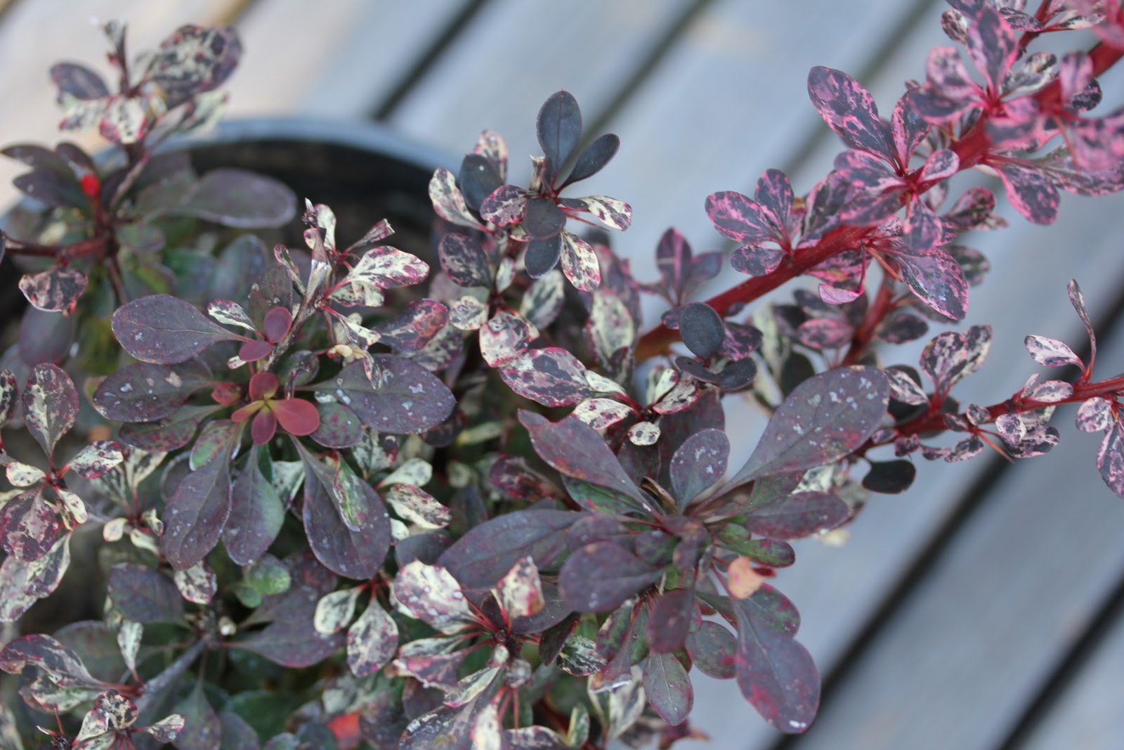 Tracys Tips For Garden Design And Plant Care Top Ten Favourite