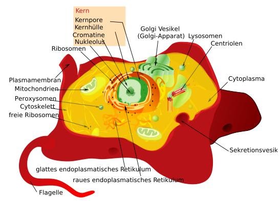 lovescience: Animal Cell Structure