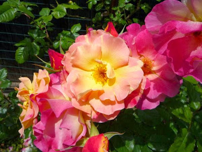 Jacobs Coat Rose