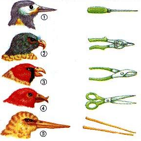 [aves.jpg]