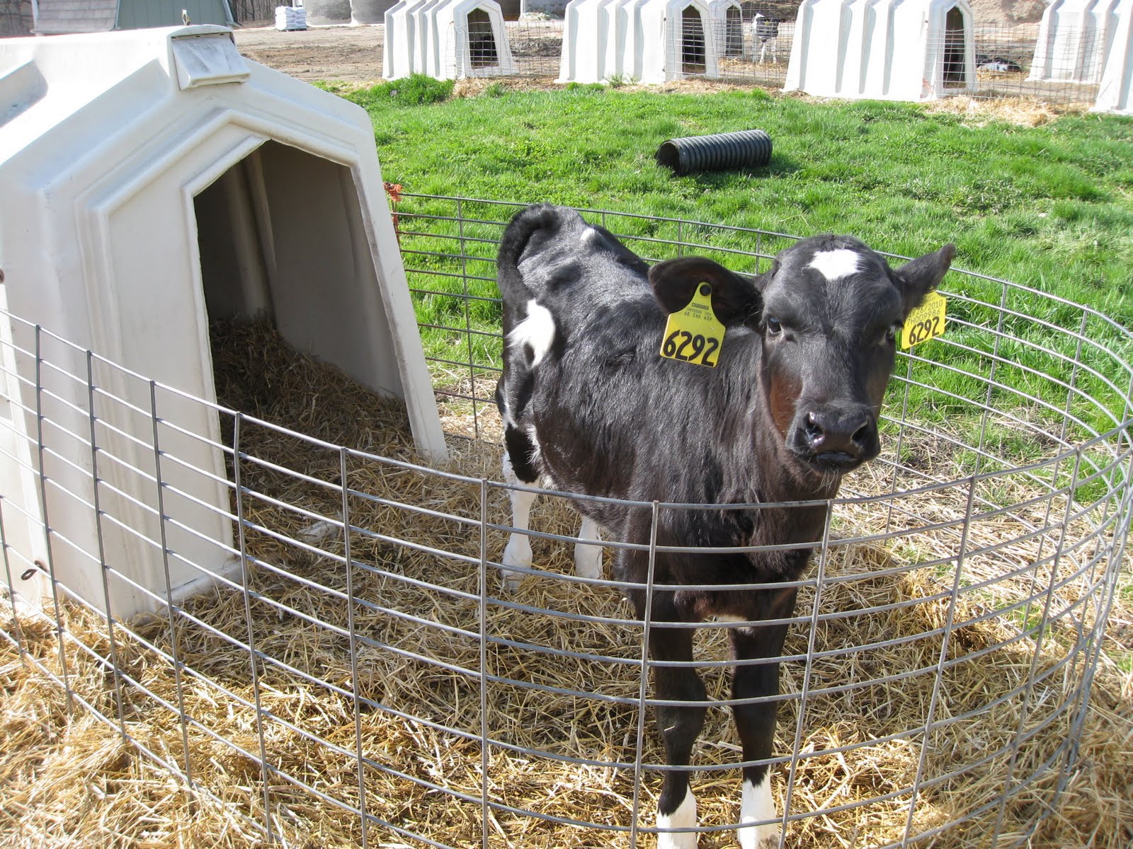 Images Of Calves