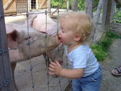 kiss-pig.jpg