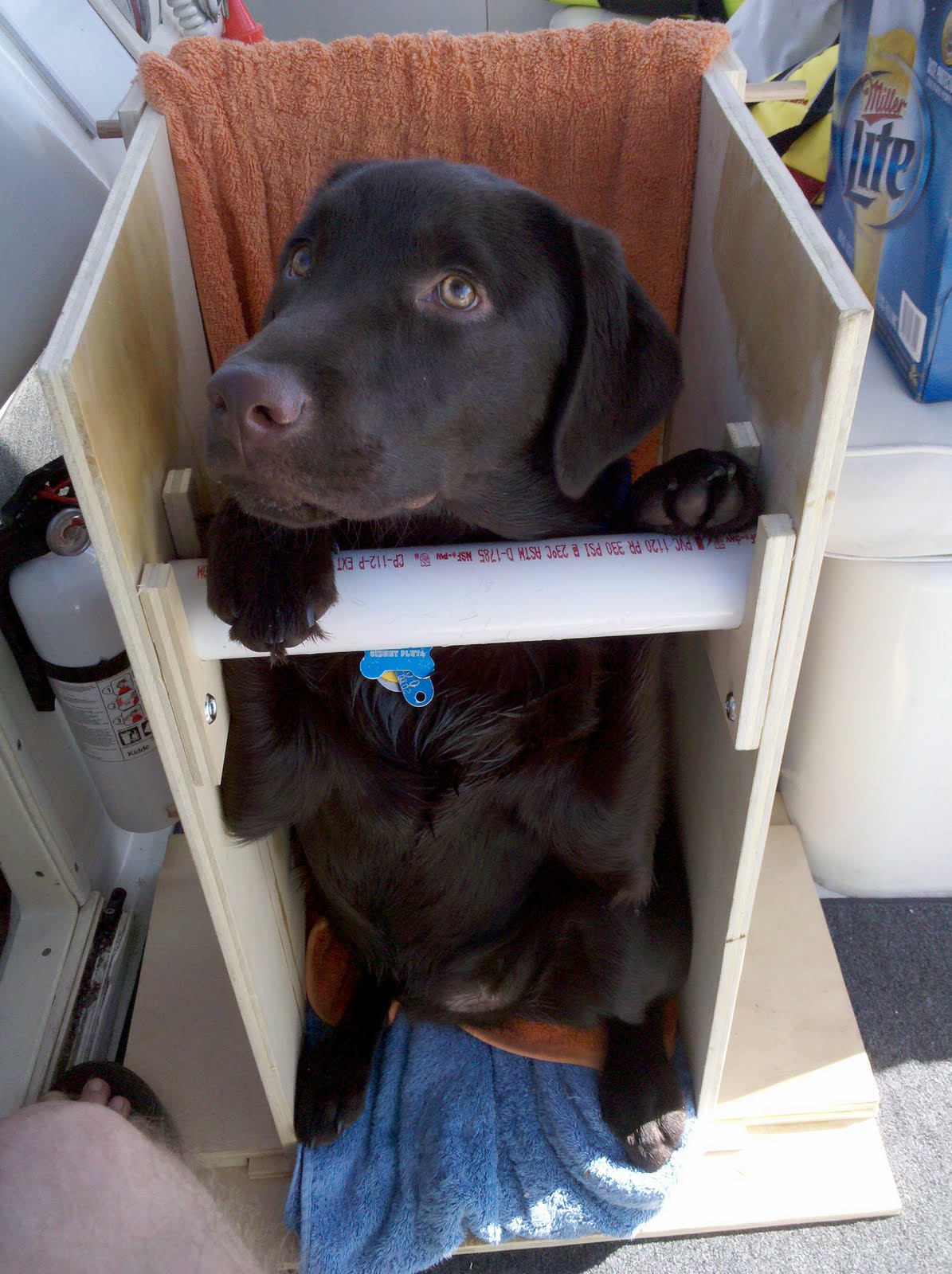 Canine Megaesophagus Portable Bailey Chair