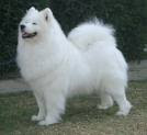 Anjing Samoyed<