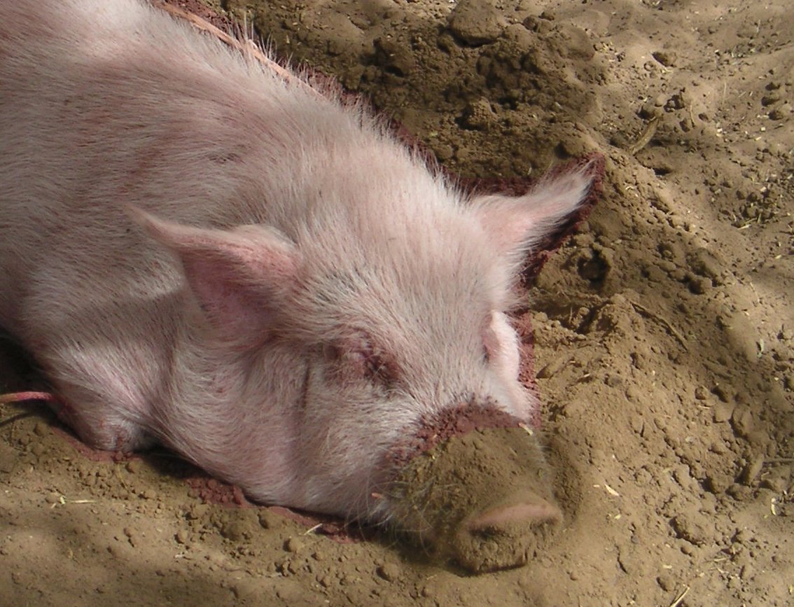 [pig+closeup.jpg]