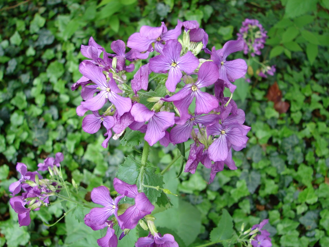 purple spring flower identification