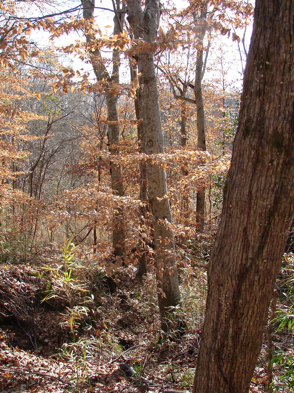 GardenRambler Beech trees in Mississippi