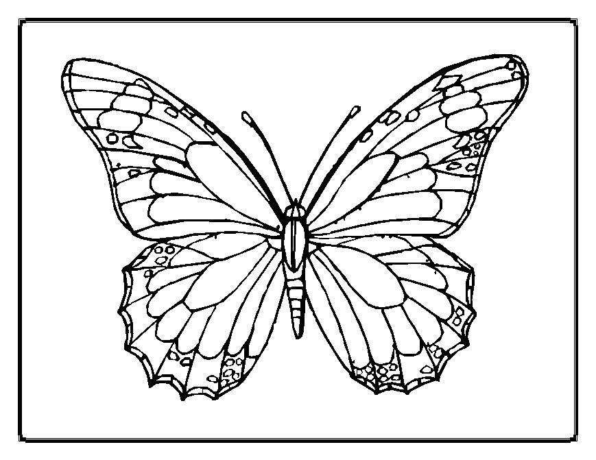 kids coloring pages butterfly