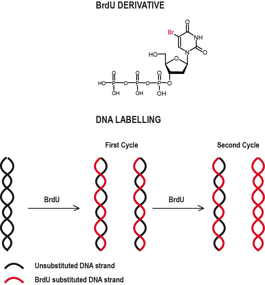 giemsa staining protocol