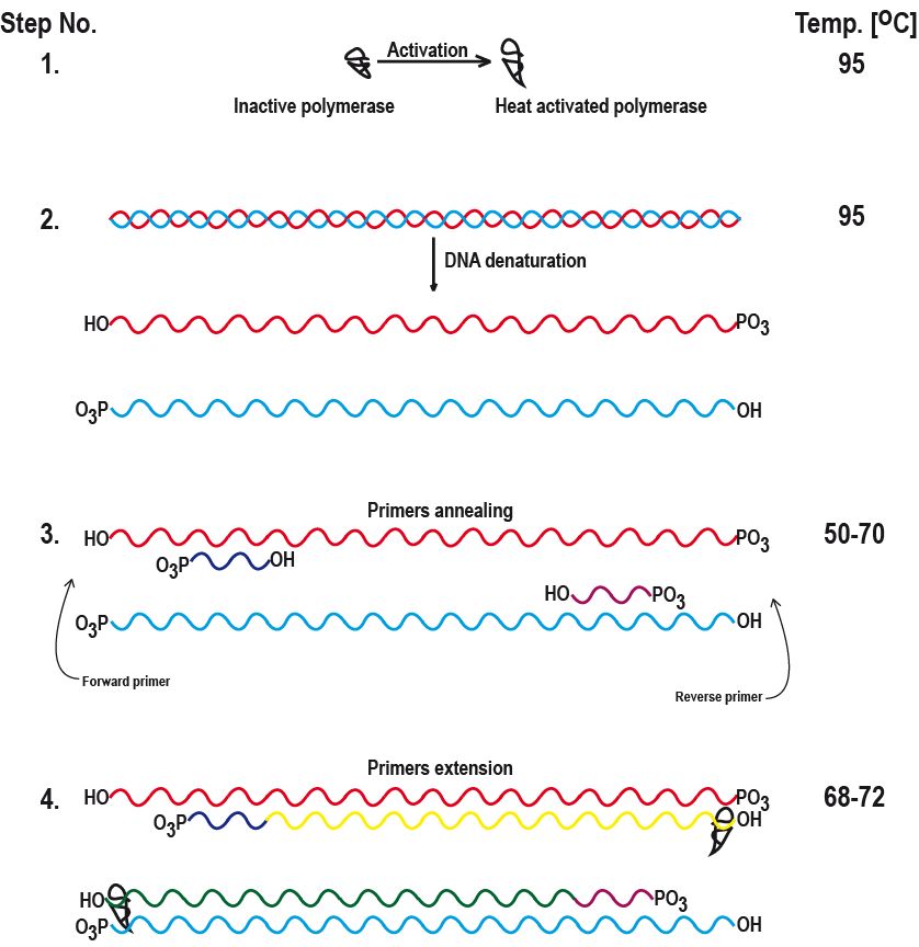 As I mentioned before theory of PCR reaction is very simple. Cartoon below As I mentioned before theory of PCR reaction is very simple. Cartoon below