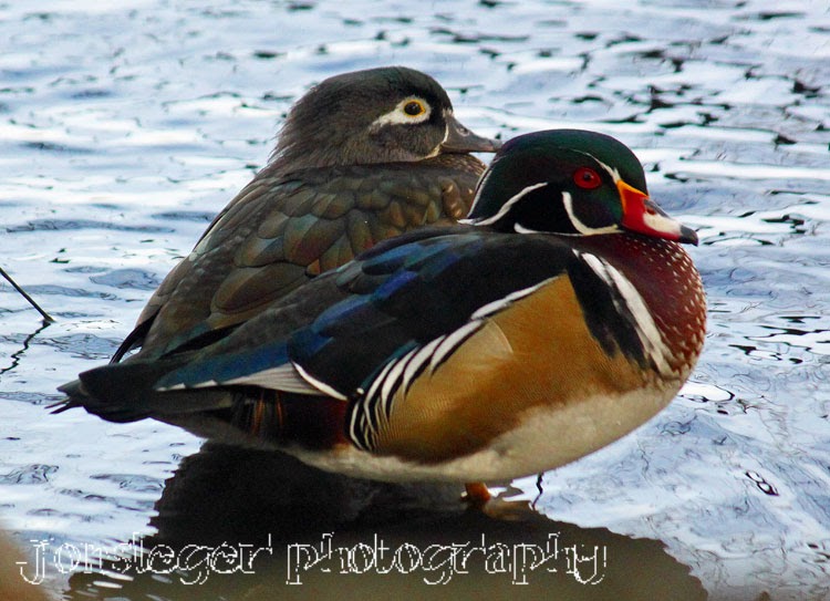 Northern Illinois Birder Wood Ducks, North Pond, Lincoln Park & Jarvis