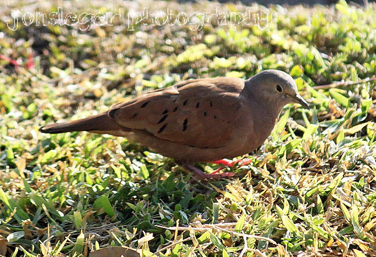 Northern Illinois Birder Ruddy Ground Dove & Mourning Dove