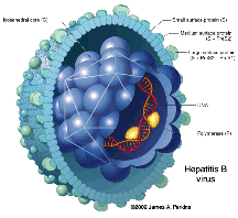 [HBV.gif]