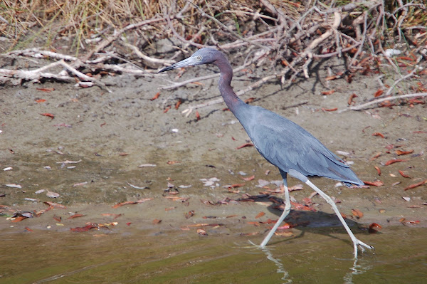 Little Blue Heron