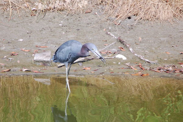 Little Blue Heron