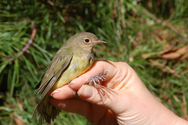 CONNECTICUT    WARBLER