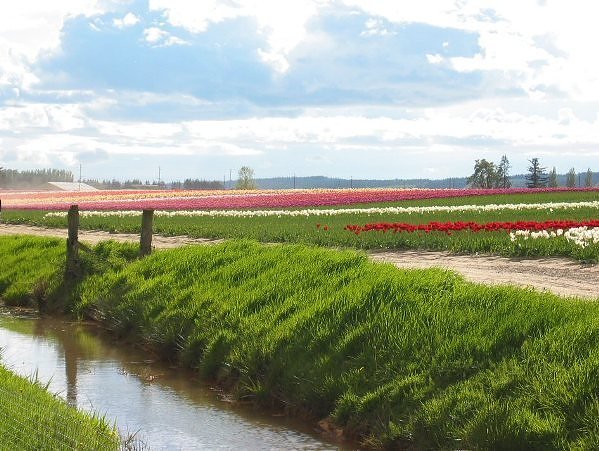  Тюльпанные поля в Голландии. Фото