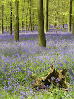 Bluebell Time at Kingswood