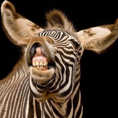 [zebra.jpg]