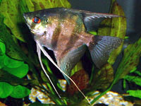 miscellaneous: l'Acquario per pesci d'acqua dolce