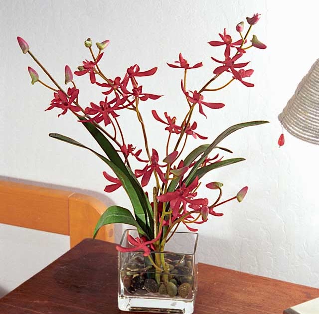 Silk Orchids Complete Buyers Guide Orchids Orchid Flowers