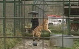 Washting Divorced Couple Refuses To Take Pet Siberian Tigers