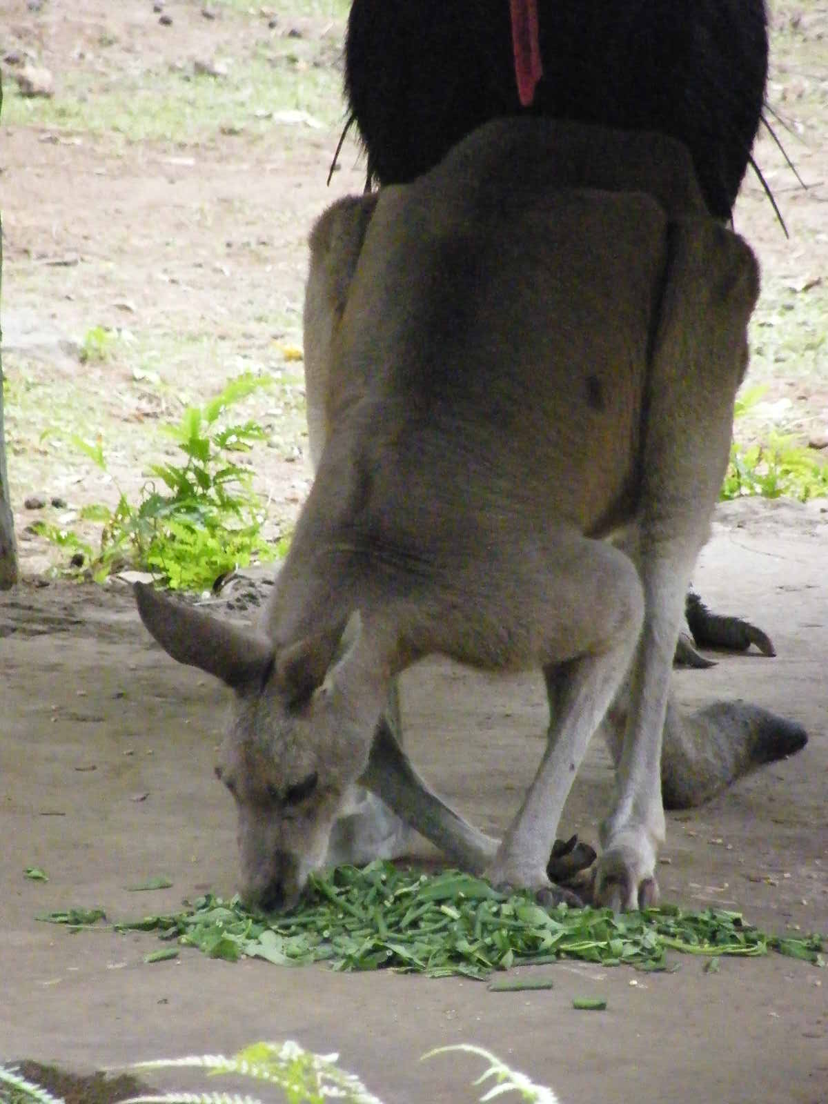 CECEP ASIANA SIANTARA 2: TAMAN SAFARI