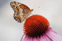 Varigated Fritillary Wings Together