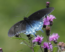 Pipevine Swallowtail