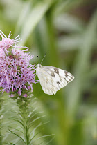 Checkered White