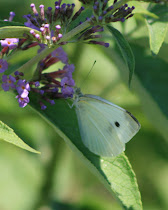 Cabbage White Wings Together