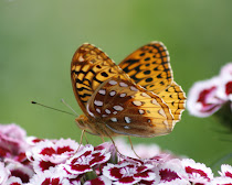 Great Spangled Fritillary Wings Together