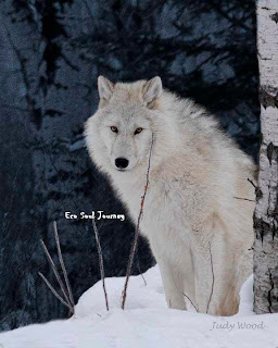 Wolf  Pics Eco+soul+journey4