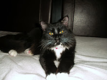 Roxy the Kitty