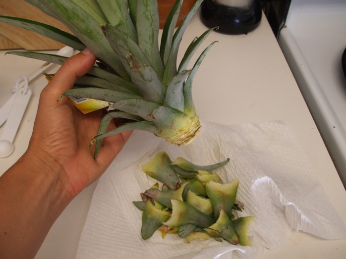 Rebecca J. Carlson How to Plant a Pineapple