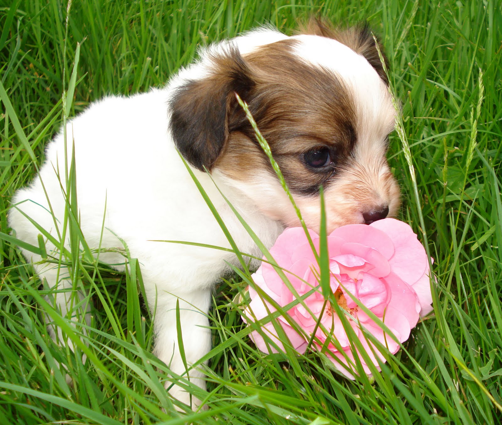 Pawcific The cutest puppy ever...(once again here comes Elma!)