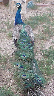 bird peacock
