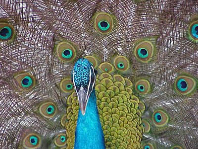 peacock feather