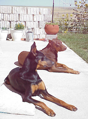 dogs doberman summer