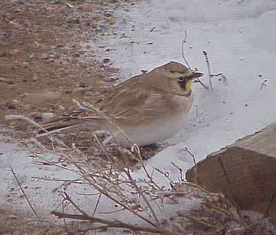 bird lark