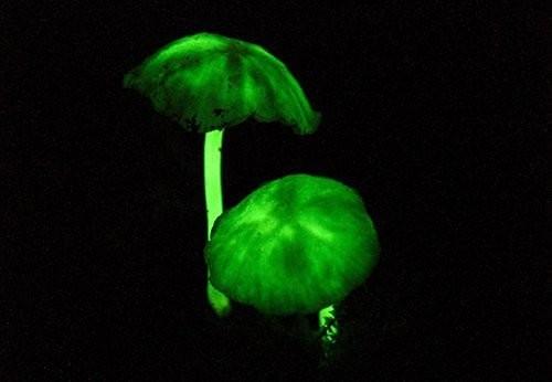 [champignons-phosphorescents-L-4.jpg]