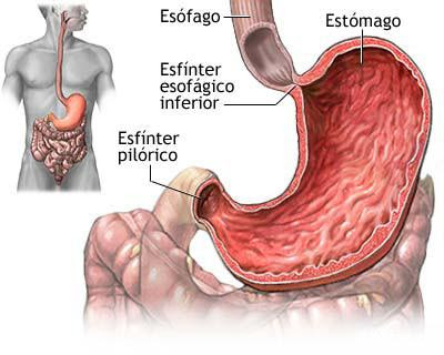Ilustración del interior del estómago