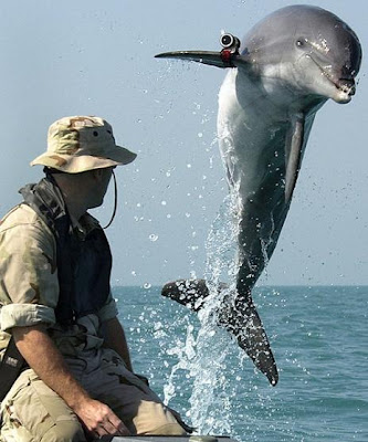 Dolphin Rambo