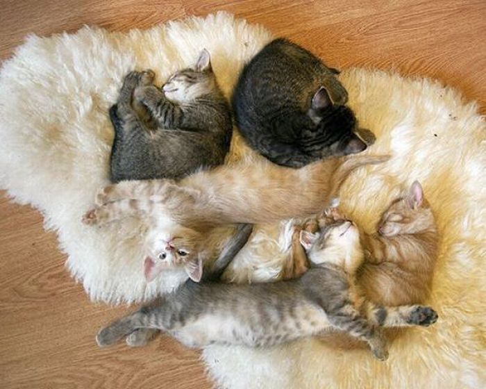Five Cats Relaxing On a Rug