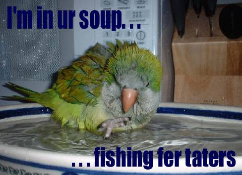 I'm in ur soup... ...fishing fer taters
