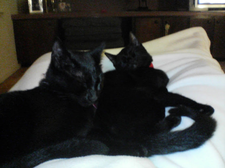 My Beautiful Black kitties