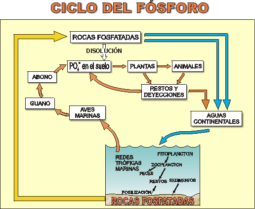 Ciclo De Hidrogeno De Carbono